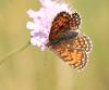 315600 – Photo : clovis – France (66)